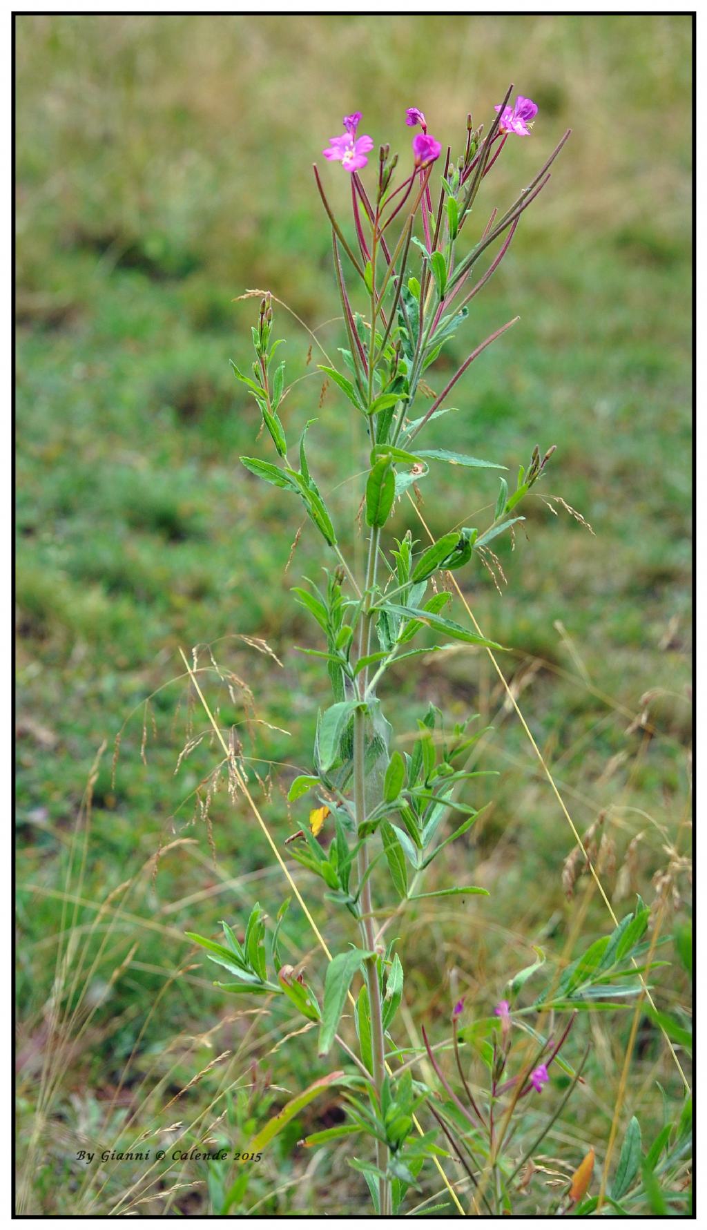 Epilobium hirsutum